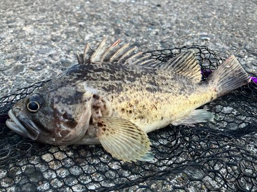 クロソイの釣果