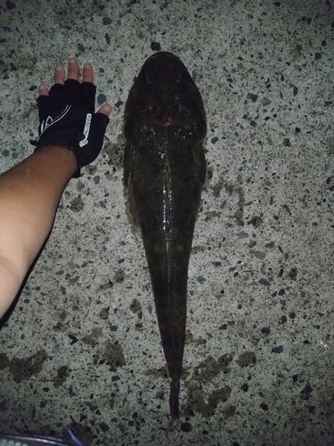 マゴチの釣果