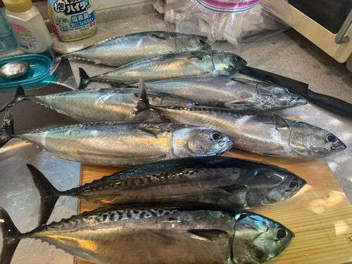 ソウダガツオの釣果