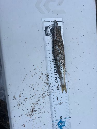 カマスの釣果