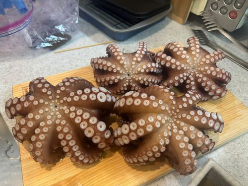 マダコの釣果