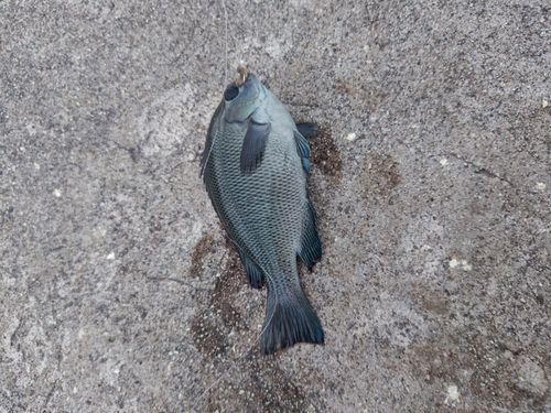 グレの釣果