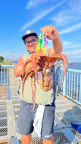 マダコの釣果