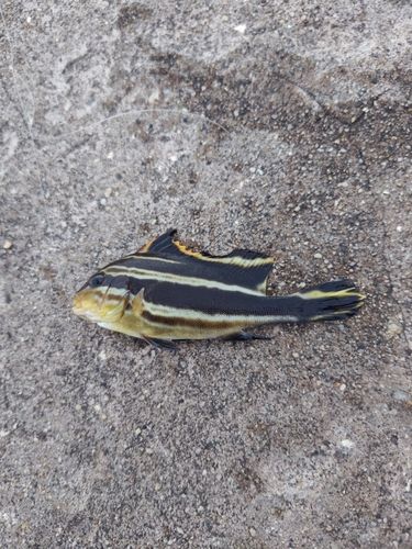 コロダイの釣果