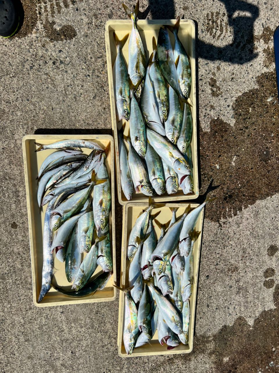 ゆーーーとさんの釣果 2枚目の画像