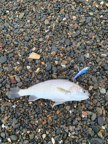 ニベの釣果