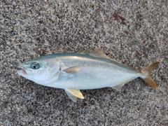 フクラギの釣果