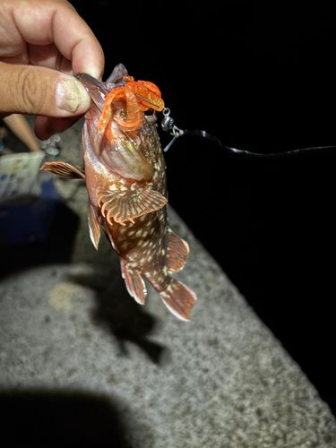 カサゴの釣果