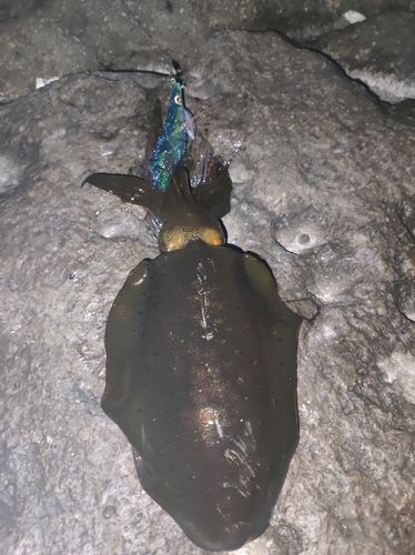 江浦湾