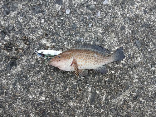 オオモンハタの釣果