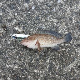 オオモンハタ