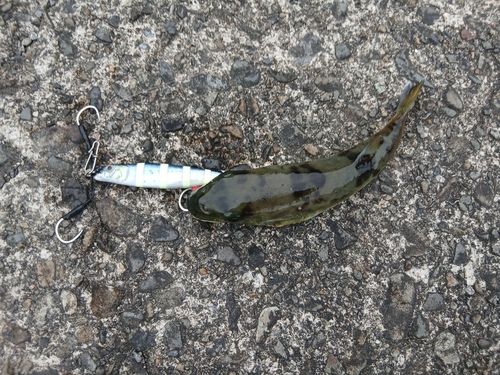 フグの釣果