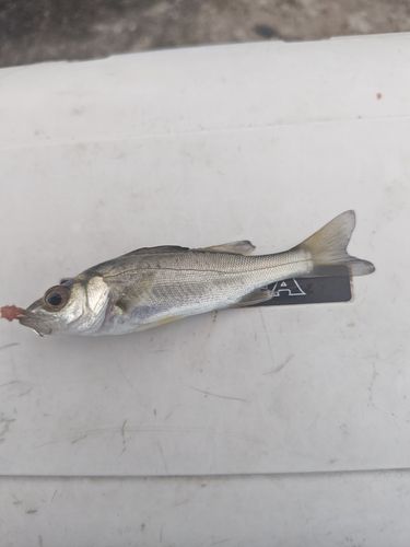 セイゴ（マルスズキ）の釣果
