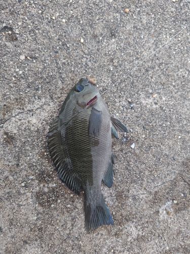 グレの釣果