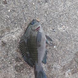 グレ