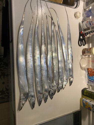 タチウオの釣果