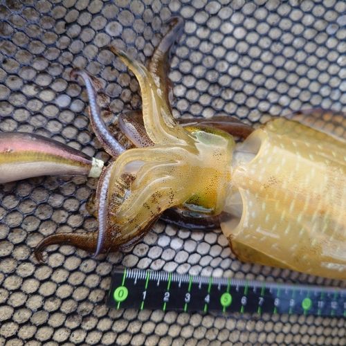アオリイカの釣果
