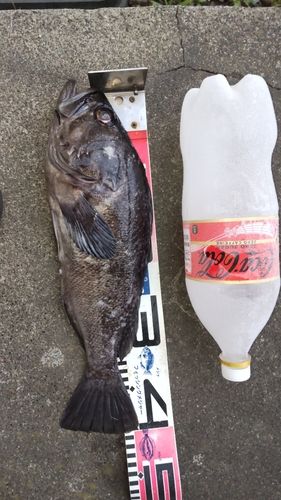 クロソイの釣果