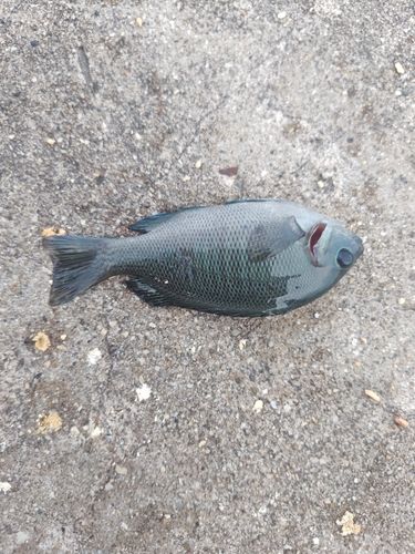 グレの釣果