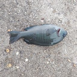 グレ
