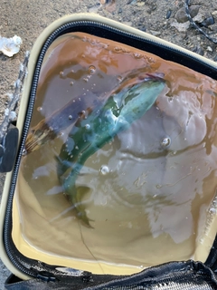 ワカシの釣果