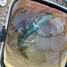 ワカシ