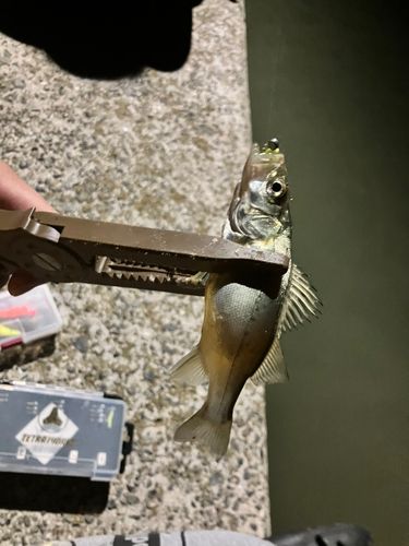 セイゴ（タイリクスズキ）の釣果