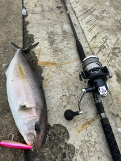 カンパチの釣果