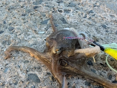 イイダコの釣果