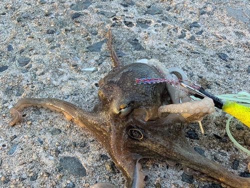イイダコの釣果