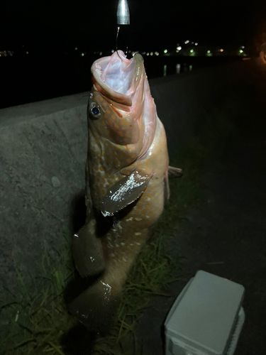 キジハタの釣果