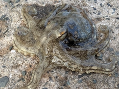 イイダコの釣果