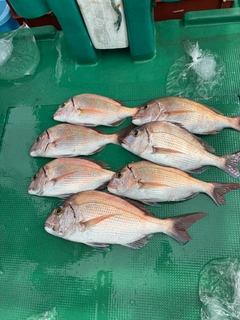 タイの釣果