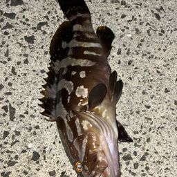クエ