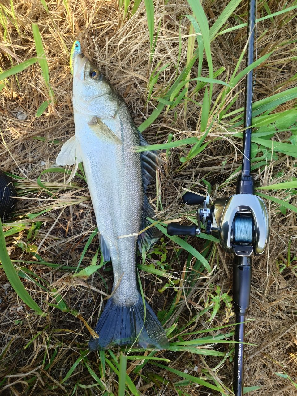 SHIMANO 22エクスセンス ∞ (インフィニティ) B86MLの最安値