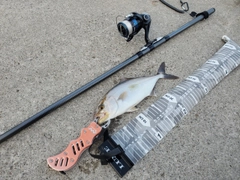 ショゴの釣果