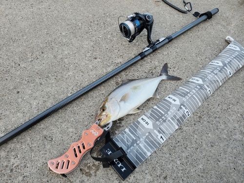 ショゴの釣果