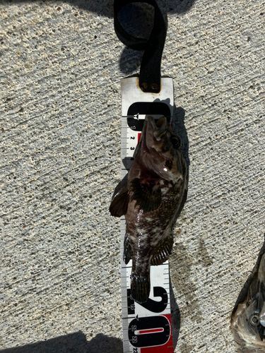 オウゴンムラソイの釣果