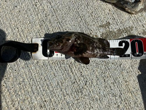 オウゴンムラソイの釣果