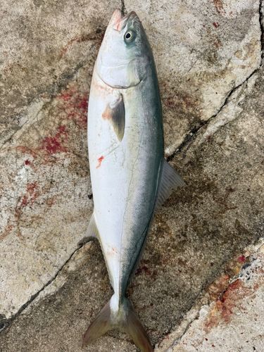 ワラサの釣果