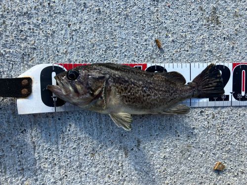 クロソイの釣果