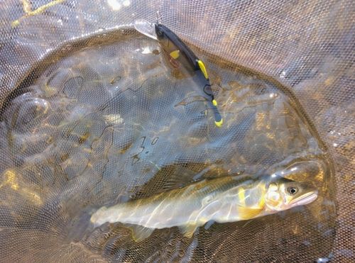 アユの釣果
