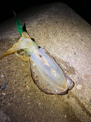 アオリイカの釣果
