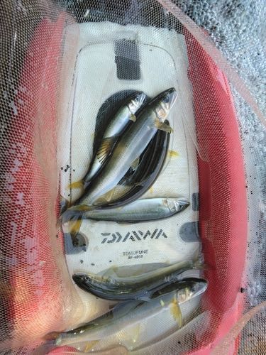 アユの釣果