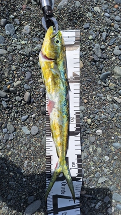 シイラの釣果