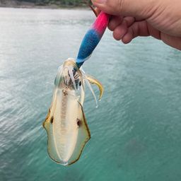 アオリイカ