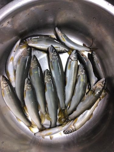 アユの釣果