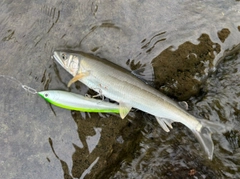 アユの釣果