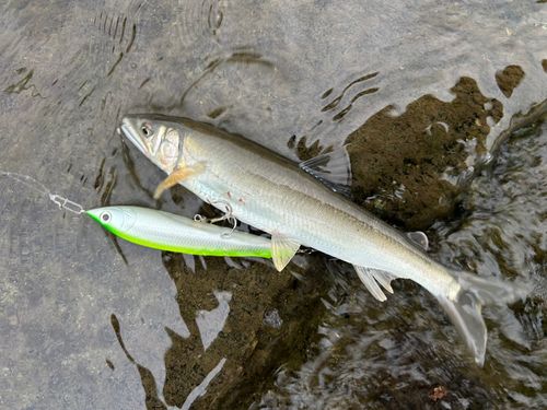 アユの釣果