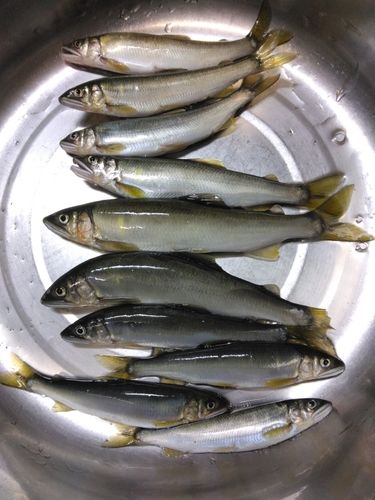 アユの釣果